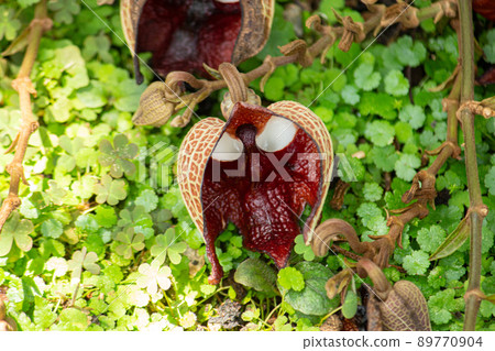 薩爾瓦多馬兜鈴 薩爾瓦多馬兜鈴 89770904