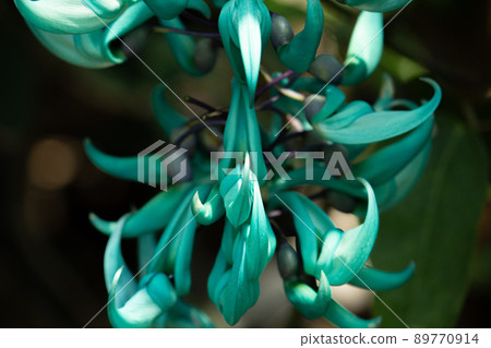玉藤（Strongylodon macrobotrys）英文名：jade vine 89770914
