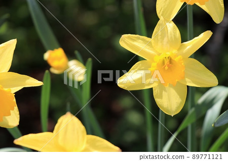 Yellow daffodil 89771121