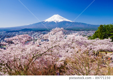 Arakurayama Sengen Park: Cherry blossoms in full bloom and Mt. Fuji Arakurayama Sengen Park: Cherry blossoms in full bloom and Mt. Fuji 89771150