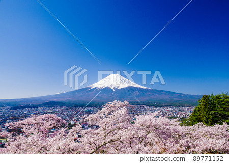 新倉山淺間公園：盛開的櫻花和富士山 89771152