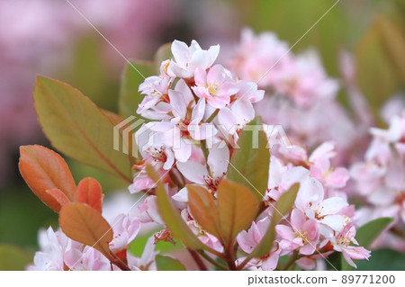 Pink red flower wheel plum (safflower sharinbai) Pink red flower wheel plum (safflower sharinbai) 89771200