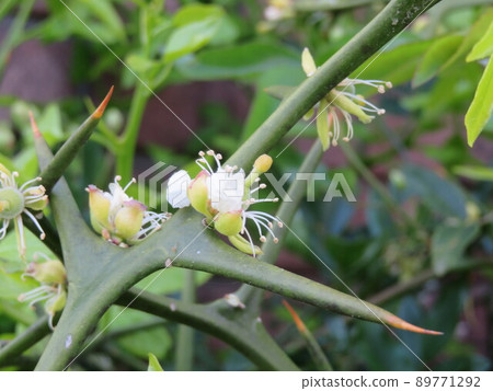 Buds flower Buds flower 89771292