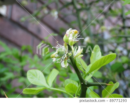 枳橙花開後 89771293