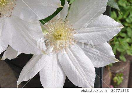 White clematis White clematis 89771328