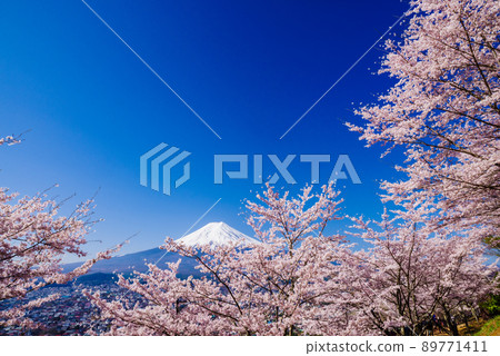 Image of Japan "Sakura in full bloom and Mt. Fuji" Image of Japan "Sakura in full bloom and Mt. Fuji" 89771411