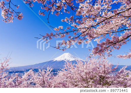 日本“櫻花盛開和富士山”的形象 89771441