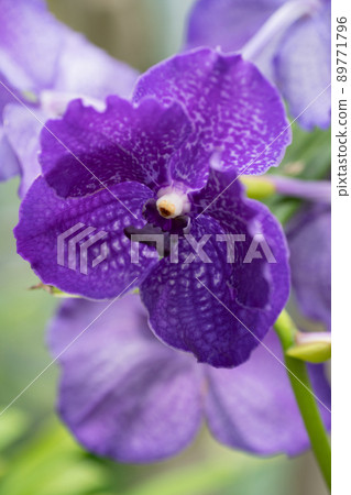 蘭花花 蘭花花 89771796