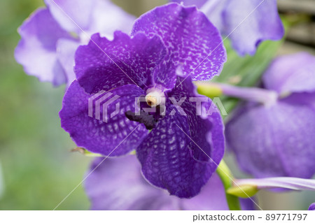 Orchid flower Orchid flower 89771797