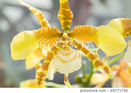 蘭花花 蘭花花 89771798