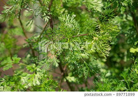 芫荽(Pakuchi)栽培(學名:Coriandrum sativum) 芫荽(Pakuchi)栽培(學名:Coriandrum sativum) 89771899