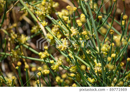Where the flowers of Ephedra sinica are in bloom. Herbal medicine name: Ephedra scientific name: Ephedra sinica 89771989