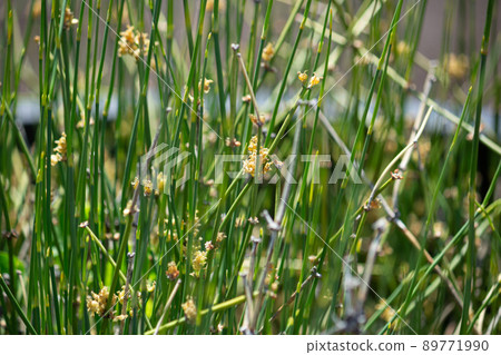 Where the flowers of Ephedra sinica are in bloom. Herbal medicine name: Ephedra scientific name: Ephedra sinica Where the flowers of Ephedra sinica are in bloom. Herbal medicine name: Ephedra scientific name: Ephedra sinica 89771990