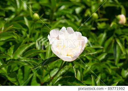 Peony Scientific name: Paeonia lactiflora Crude drug name: Peony (peony), crude drug raw material 89771992