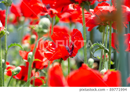 Papaver bracteatum 別名：Papaver bracteatum 法律禁止栽培 89771994