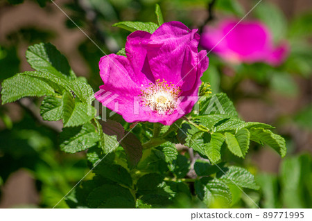 Hamanasu (Hamanasu, Hamanashi, Kaoru) 學名:Rosa rugosa 薔薇科,香料原料,茶原料 Hamanasu (Hamanasu, Hamanashi, Kaoru) 學名:Rosa rugosa 薔薇科,香料原料,茶原料 89771995