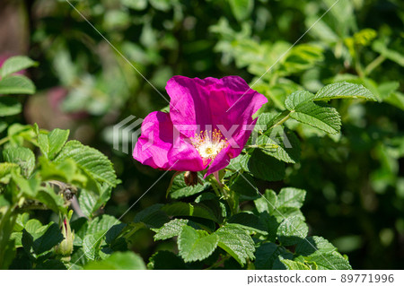 Hamanasu (Hamanasu, Hamanashi, Kaoru) 學名:Rosa rugosa 薔薇科,香料原料,茶原料 Hamanasu (Hamanasu, Hamanashi, Kaoru) 學名:Rosa rugosa 薔薇科,香料原料,茶原料 89771996