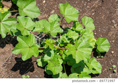 Malva verticillata Scientific name: Malva verticillata Crude drug name: Touxi (Aoi Fuyu) 89771997