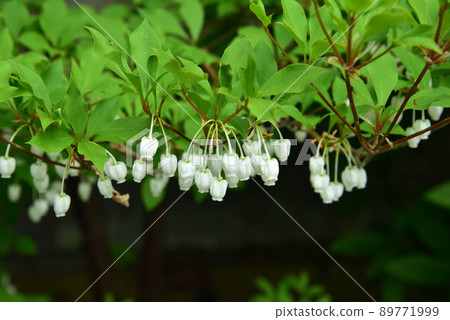 石光寺的長春花 89771999