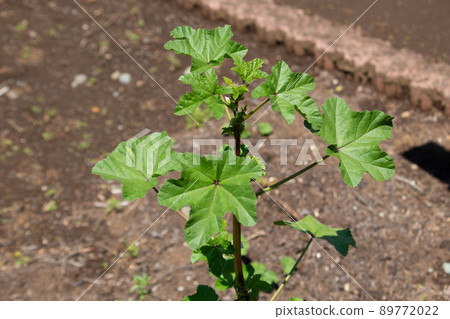 Malva verticillata 學名：Malva verticillata 生藥名：透喜（Aoi Fuyu） 89772022