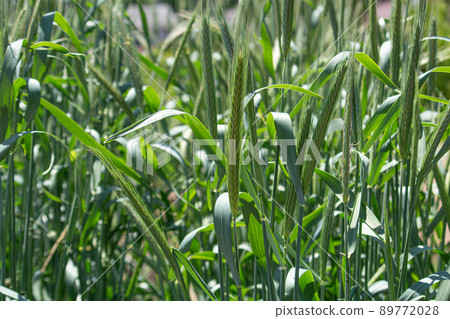 Aoiho of rye Scientific name: Secrete cereale., Taken in spring (Japan) 89772028