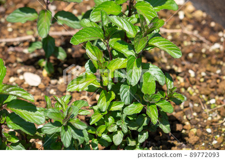 Lavender mint Mentha sp. Taken in Tokyo in the spring with a strong scent Lavender mint Mentha sp. Taken in Tokyo in the spring with a strong scent 89772093