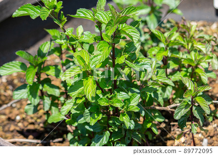 Lavender mint Mentha sp. Taken in Tokyo in the spring with a strong scent Lavender mint Mentha sp. Taken in Tokyo in the spring with a strong scent 89772095