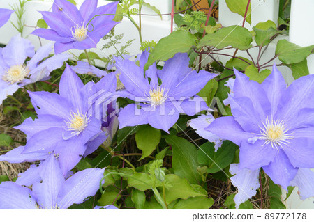 Blue clematis Blue clematis 89772178