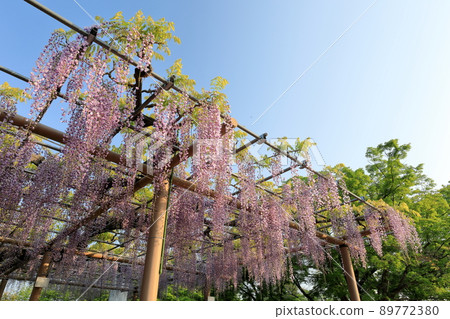 Mandaraji Park's book red wisteria shelf Mandaraji Park's book red wisteria shelf 89772380