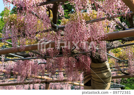 Stunning red wisteria blooming in Mandaraji Park Stunning red wisteria blooming in Mandaraji Park 89772381