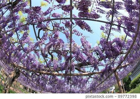The wisteria shelf of the double black dragon that resembles the grapes of Mandaraji Park The wisteria shelf of the double black dragon that resembles the grapes of Mandaraji Park 89772398