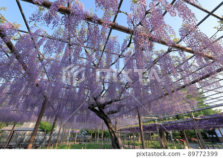 Mandaraji Park's nine-shaku wisteria wisteria shelf Mandaraji Park's nine-shaku wisteria wisteria shelf 89772399