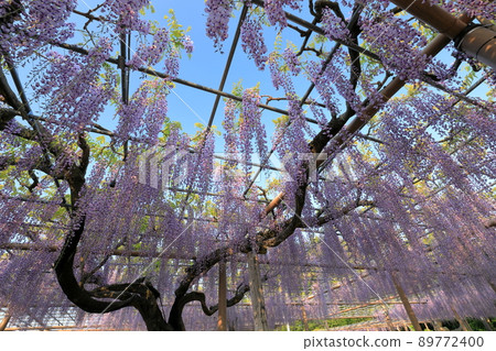 A wisteria trellis with a long bunch of Mandaraji Park A wisteria trellis with a long bunch of Mandaraji Park 89772400
