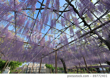 A panoramic view of the nine shaku wisteria in Mandaraji Park A panoramic view of the nine shaku wisteria in Mandaraji Park 89772401