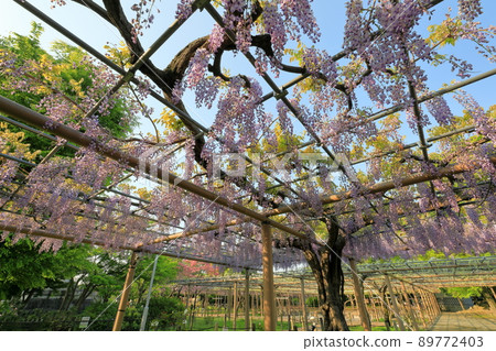 Fujitana Purple Capitan in Mandaraji Park Fujitana Purple Capitan in Mandaraji Park 89772403