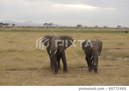 兩隻年輕的非洲像是親密的朋友 89772488