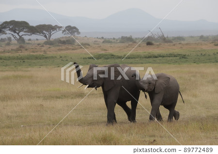 Two young African elephants who are close friends 89772489
