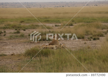 Yawning lion 89772490