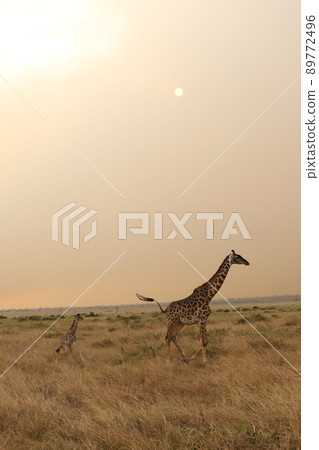 Parent and child of giraffe Parent and child of giraffe 89772496