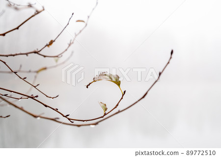 Leafless tree branch with rain drops close up on foggy background 89772510