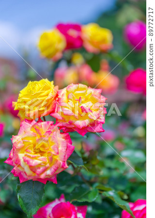 Early summer rose garden 89772717