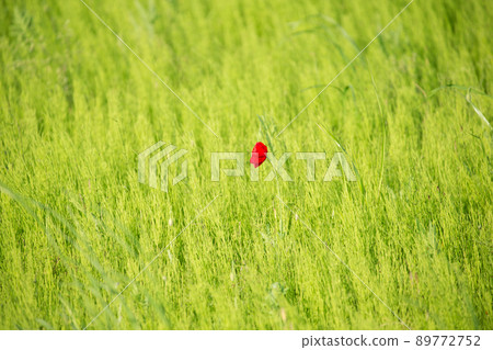 在綠色中綻放的罌粟花 在綠色中綻放的罌粟花 89772752