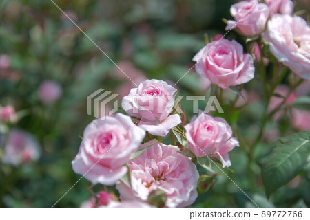Early summer rose garden Early summer rose garden 89772766