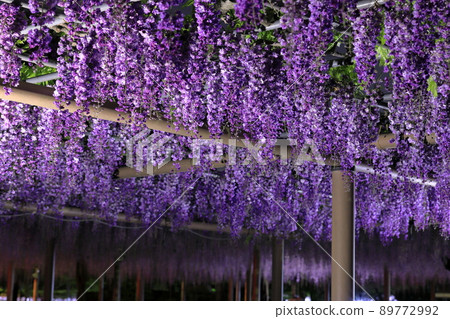 Illuminated double black dragon wisteria shelf in Mandaraji Park Illuminated double black dragon wisteria shelf in Mandaraji Park 89772992