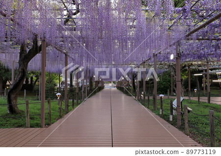 Mandaraji 公園紫藤的照明 Mandaraji 公園紫藤的照明 89773119