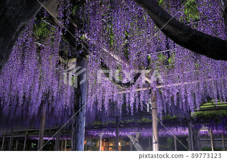 Illumination of the nine shaku wisteria trellis in Mandaraji Park Illumination of the nine shaku wisteria trellis in Mandaraji Park 89773123