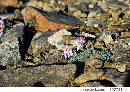 Dicentra peregrina blooming in rocky areas of the Northern Alps Dicentra peregrina blooming in rocky areas of the Northern Alps 89773144