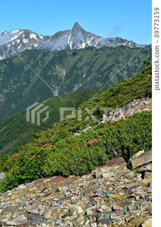 Yokodoridake in the Northern Alps: Dicentra peregrina blooming in rocky areas and Mt. Yarigatake Yokodoridake in the Northern Alps: Dicentra peregrina blooming in rocky areas and Mt. Yarigatake 89773159