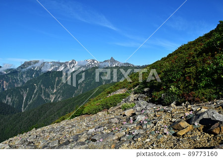 Yokodoridake in the Northern Alps: Dicentra peregrina blooming in rocky areas and Mt. Yarigatake Yokodoridake in the Northern Alps: Dicentra peregrina blooming in rocky areas and Mt. Yarigatake 89773160