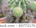 succulent fresh human palm round plant with thorns 89773170